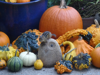 Gourd Décor