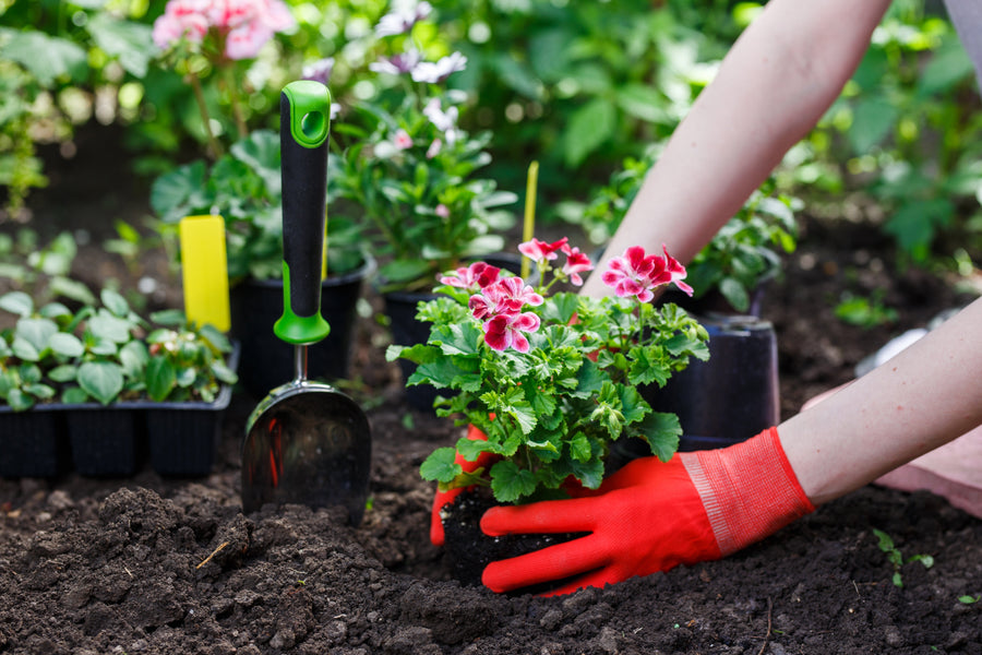 Spring Is Finally Here! What Can I Plant Now?