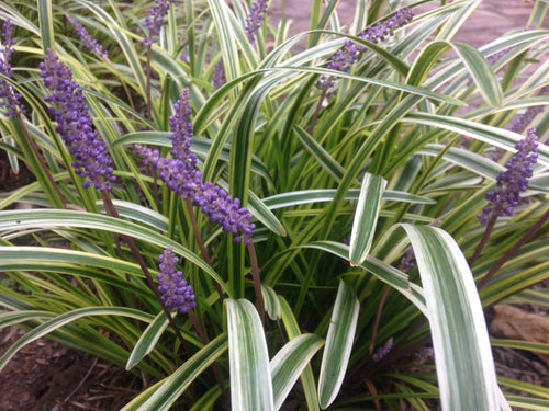 How To Prune Liriope This Spring