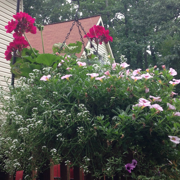 Why Your Hanging Baskets Are Struggling in July — And the Simple Fixes That Actually Work