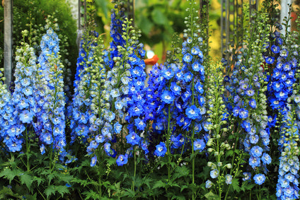 20 Gorgeous Perennials to Plant This Fall for a Blooming Garden Next Spring
