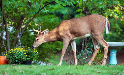 Guarding My Blooms: Strategies to Discourage Deer in a Country Garden