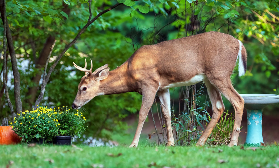 Guarding My Blooms: Strategies to Discourage Deer in a Country Garden