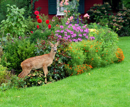 Deer in the Garden — What I’ve Learned, What’s Changed, and What Actually Works