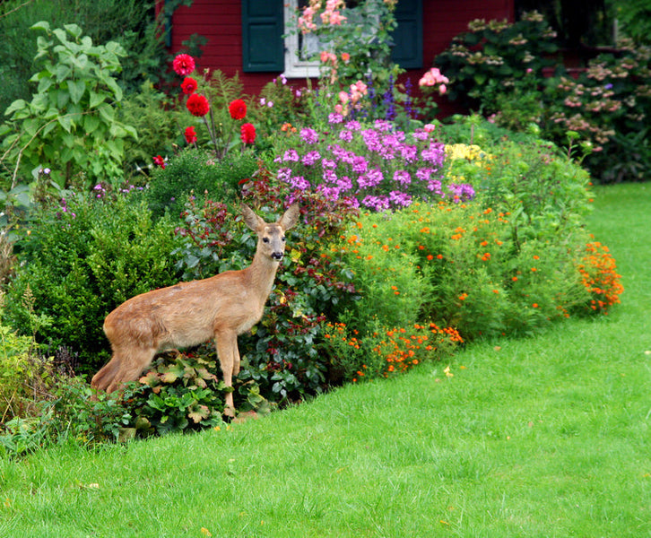 Deer in the Garden — What I’ve Learned, What’s Changed, and What Actually Works