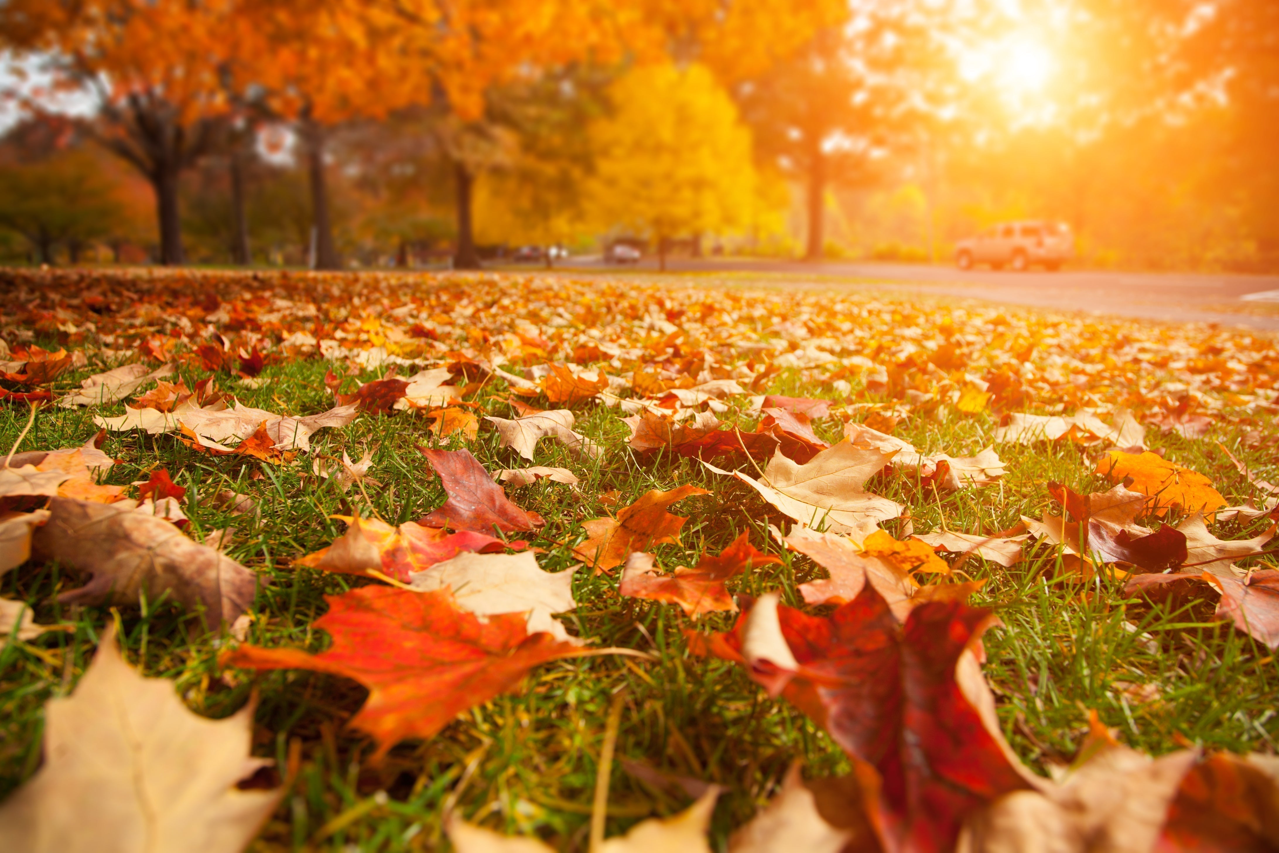 Fall Projects for a Stunning Spring Garden