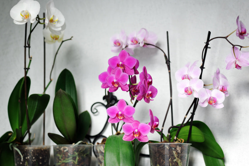 Orchids 101