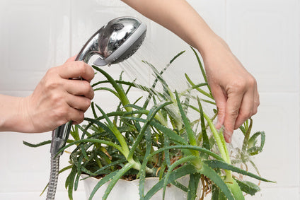 Give Your Houseplants a Spa Day