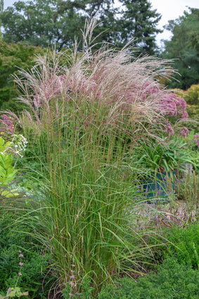 Using Ornamental Grasses to Enhance Your Landscape