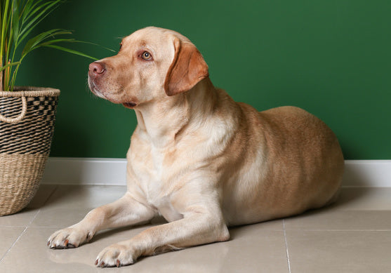 5 Pet Friendly Houseplants