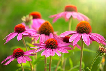 How to Save Time and Money by Planting Perennials