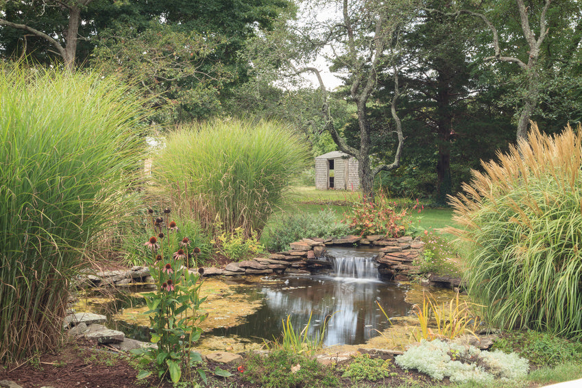 Using Ornamental Grasses to Enhance Your Landscape