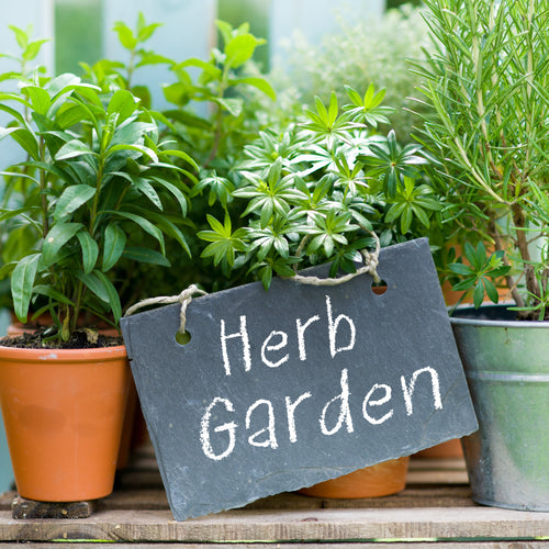 Growing Herbs Indoors Made Easy