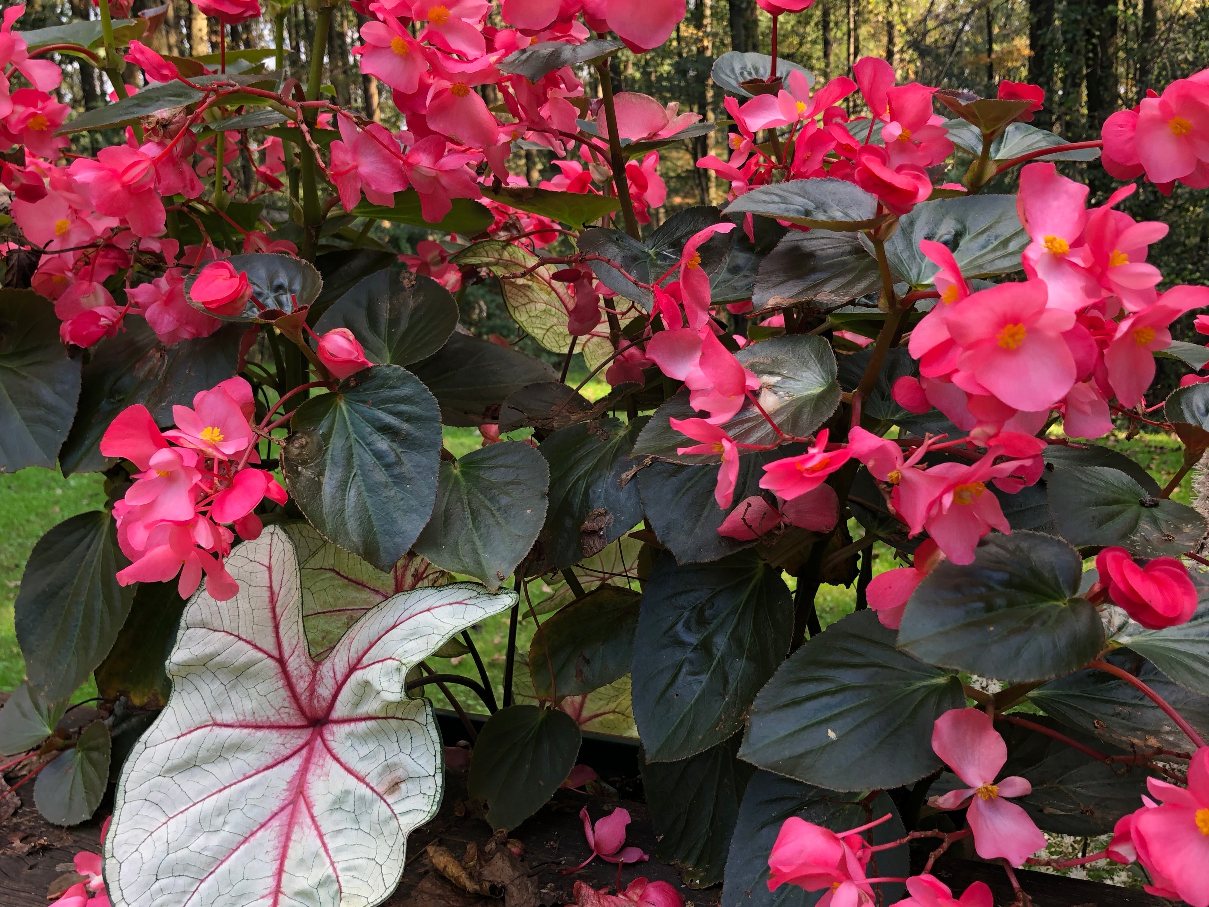 Creating a Low Maintenance Garden - Step by Step