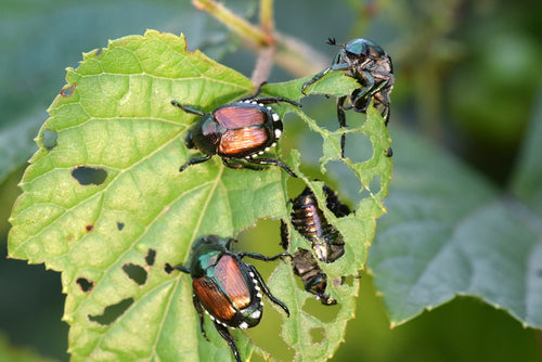 Controlling Insect Pests in Your Garden