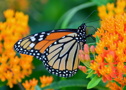 Creating a Garden Butterflies Will Love