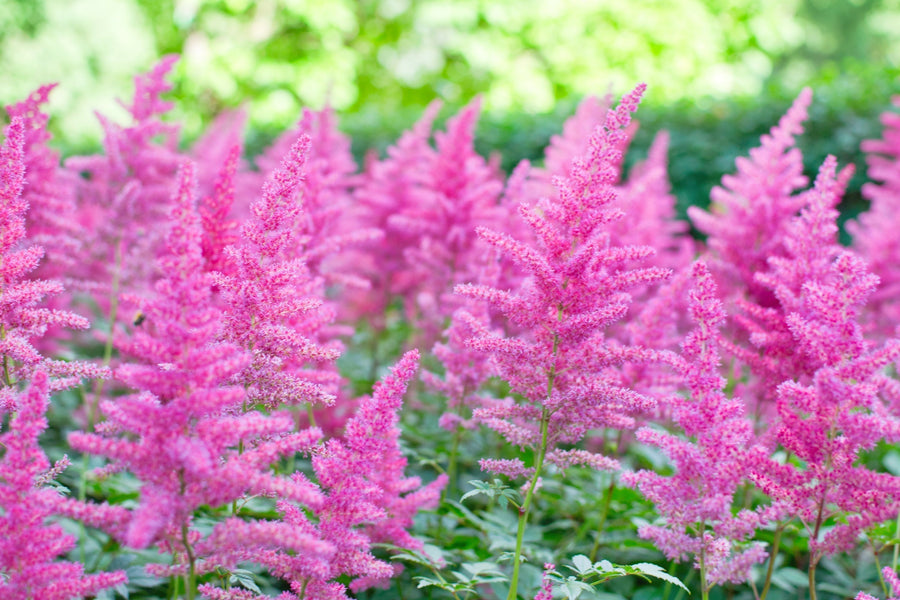 Gardening in the Shade: 7 Perennials You Can Count On