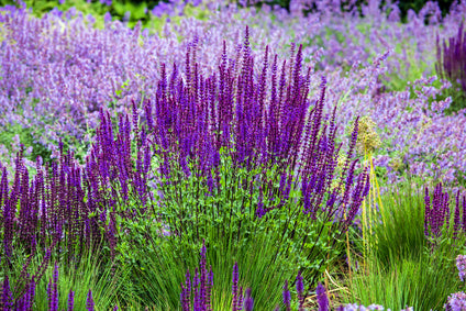 Easy-to-Grow Perennials to Plant This Fall