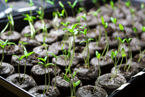 Getting Started with Growing Plants from Seeds