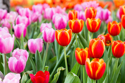 Planting Bulbs for Spring Color