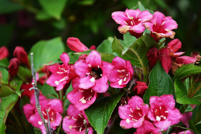 Transform Your Garden Year-Round with These Stunning Shrubs