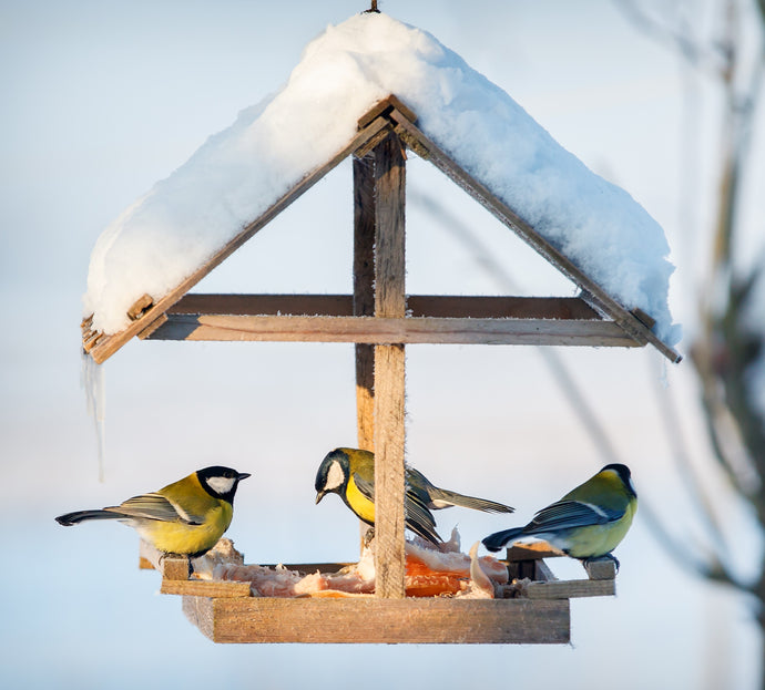 Flocking to the Feeders