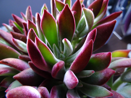 Splendid Succulents